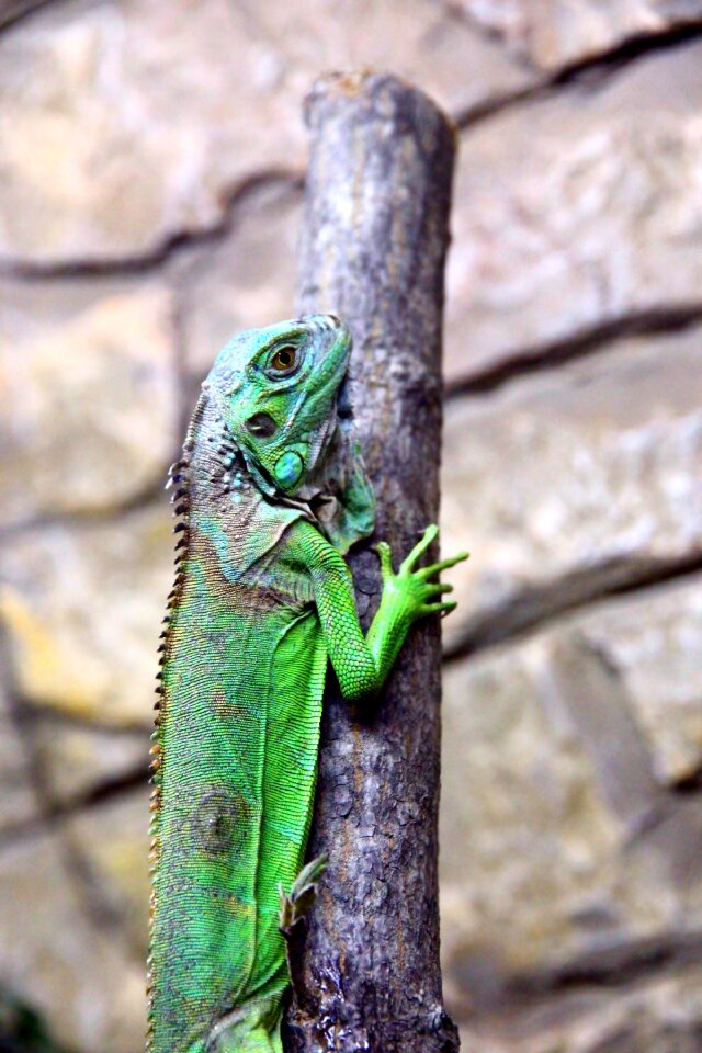 Terrarium lizard reptile