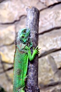Terrarium lizard reptile photo