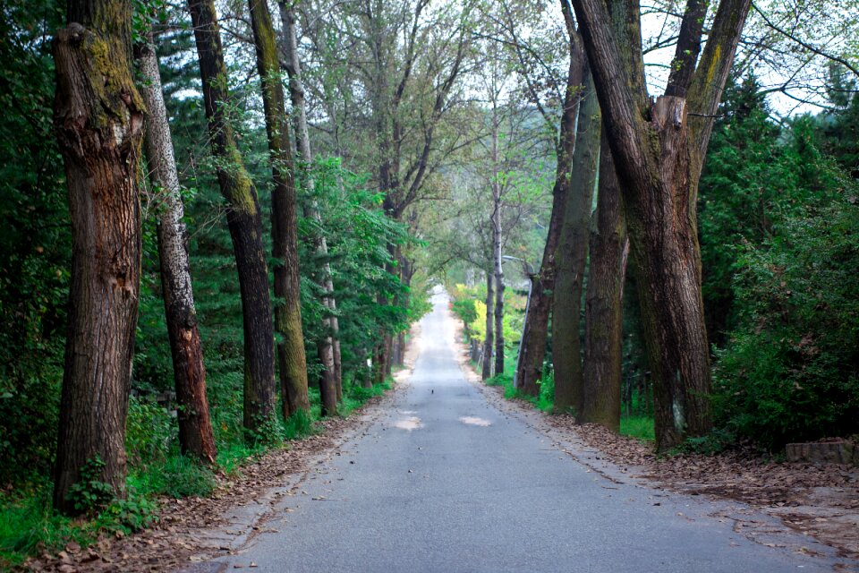 Street fall road scenery