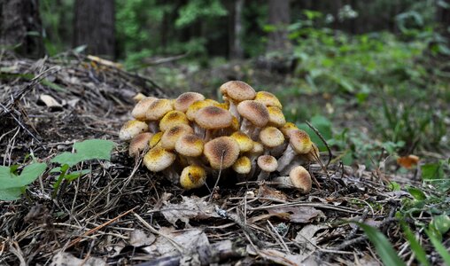 In the fall edible mushrooms
