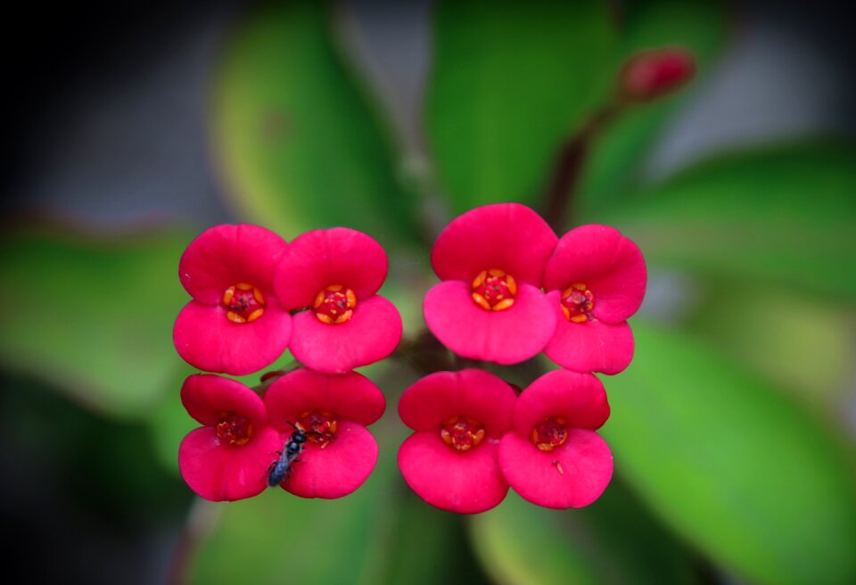 Pink pink flower flowering