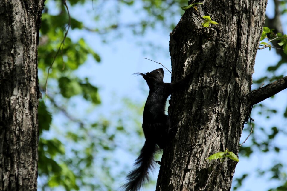 Animal sciurus vulgaris tree