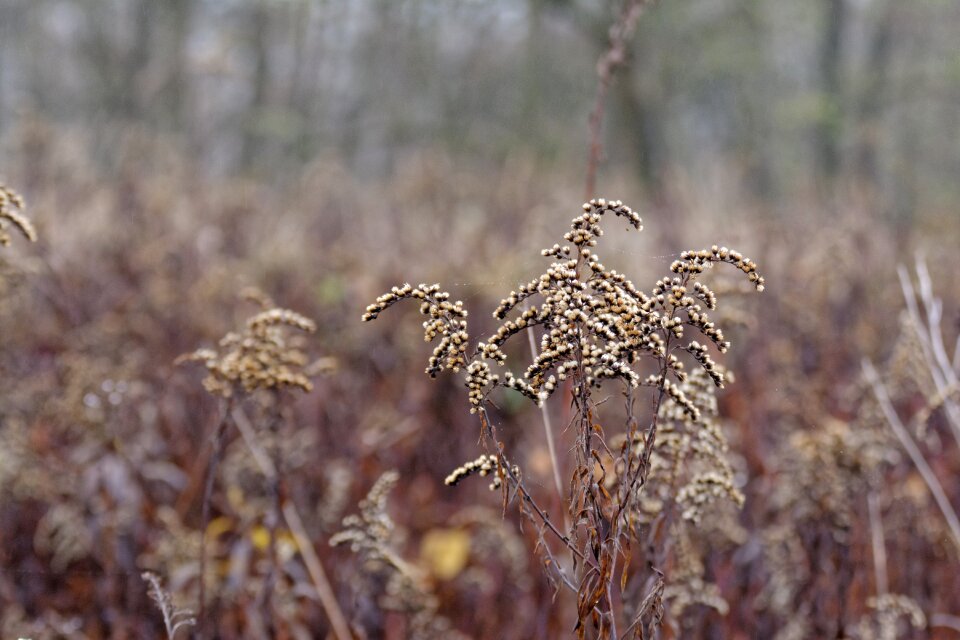 Autumn seeds nature