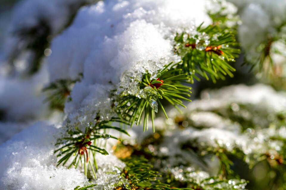 Forest cold icy photo