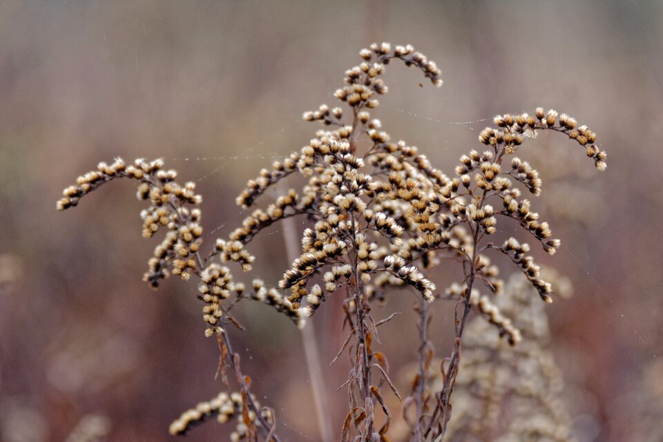 Autumn seeds nature