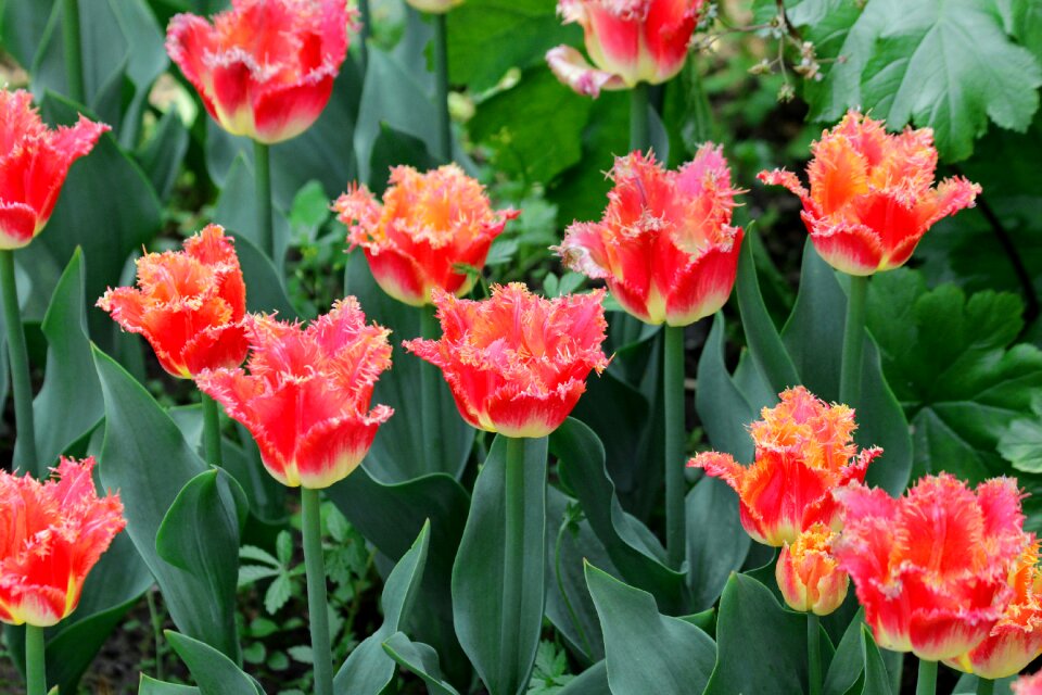 Terry tulips spring beauty