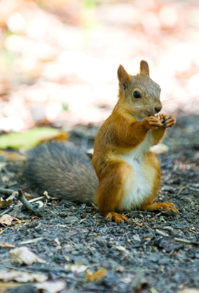 Redhead animal walnut