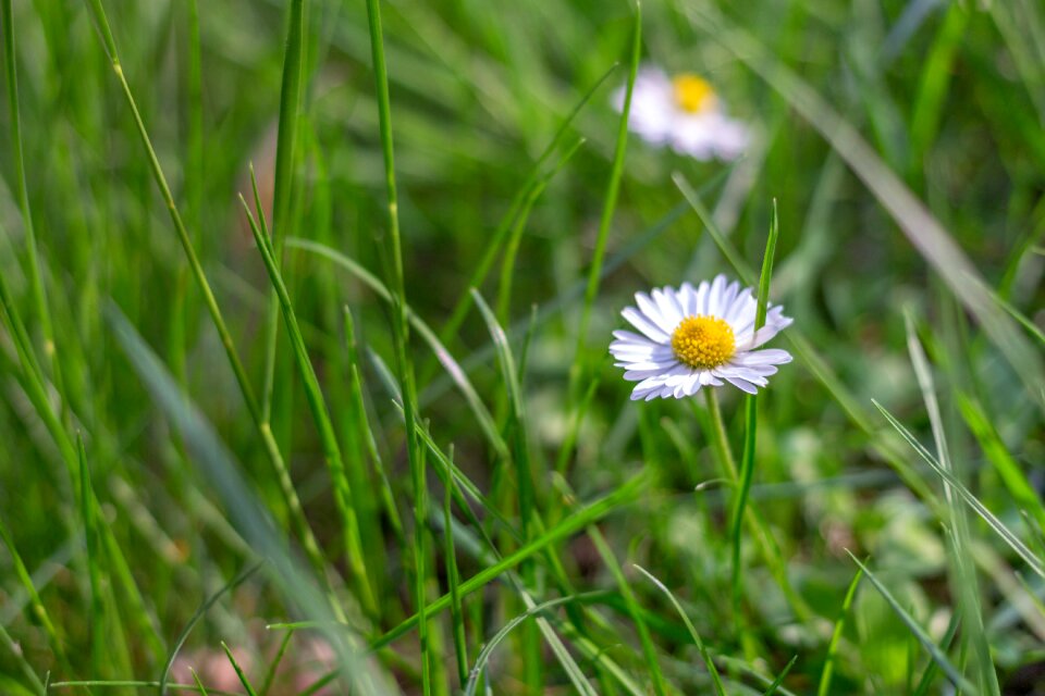 Plant lawn spring
