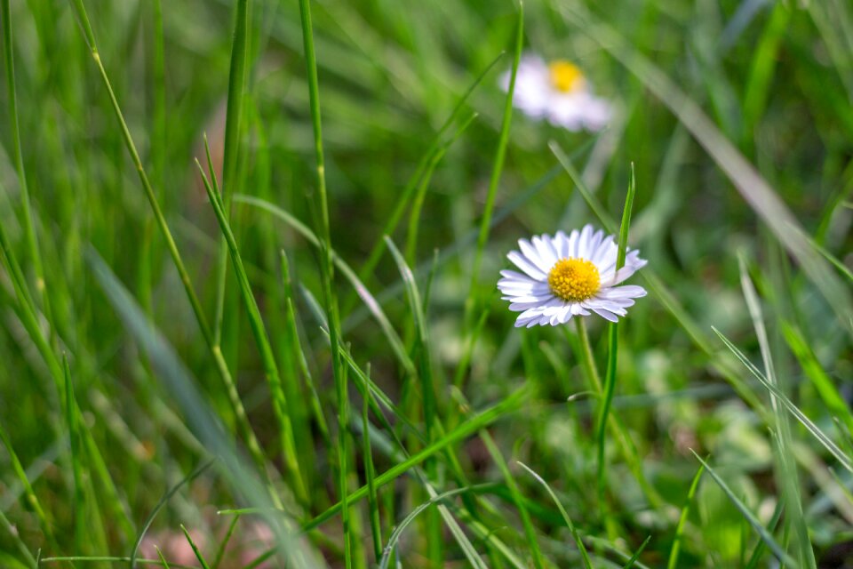 Plant lawn spring photo