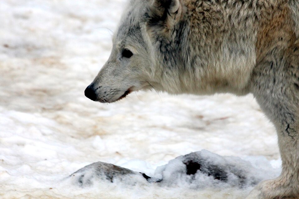 Canis lupus tundrarum white pet predator