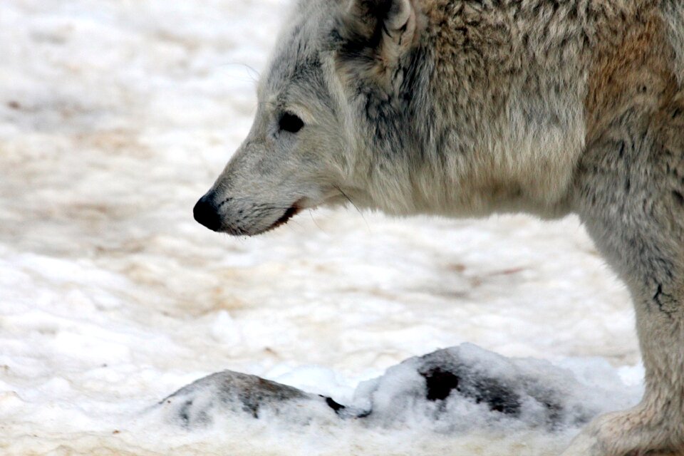 Canis lupus tundrarum white pet predator photo