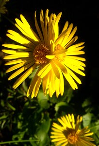 Summer alive floral