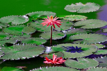 Red flower green plant