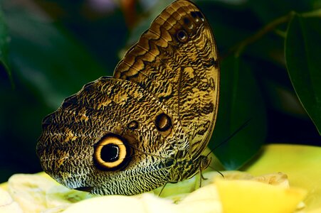 Flying wing brown