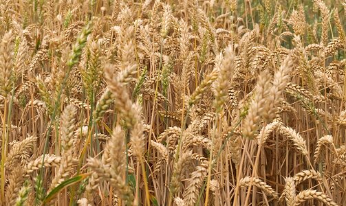 Agriculture food cornfield