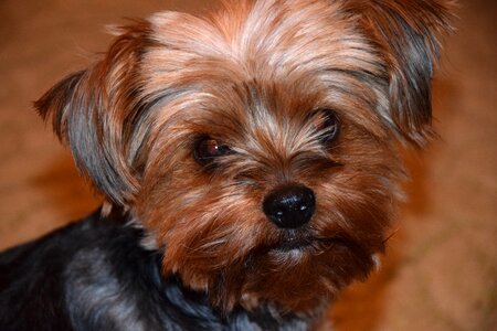 Dog yorkshire terier pet