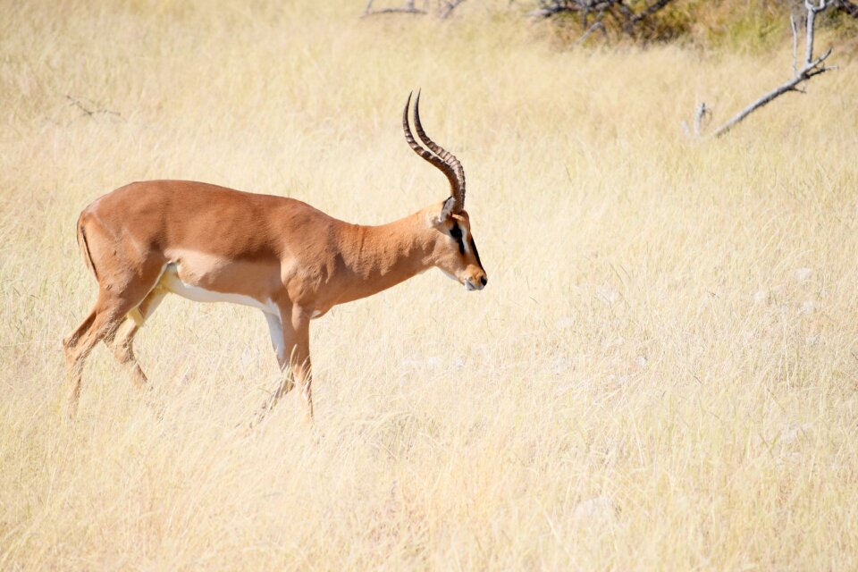 Wildlife safari wild