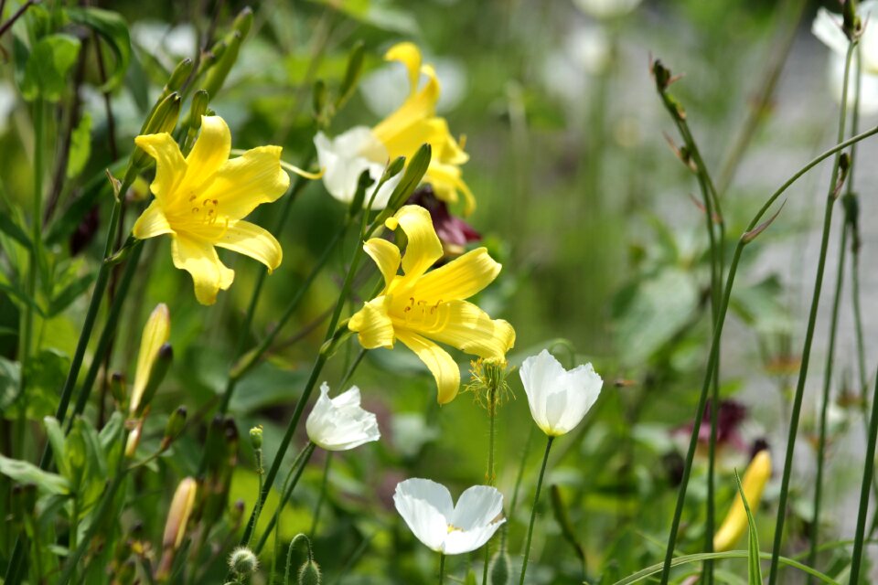 White flowers maki white poppies
