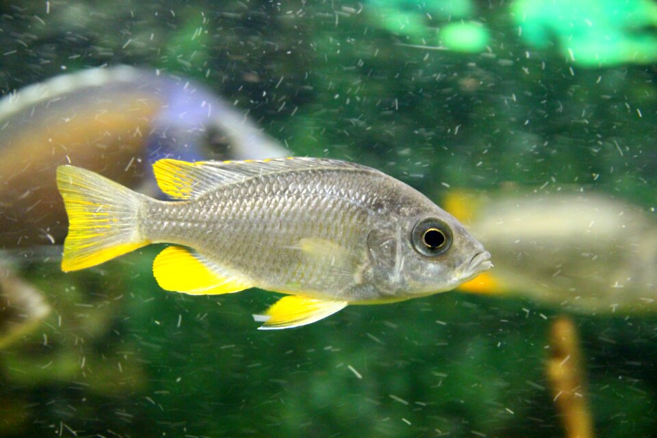 Goldfin hap fish cichlid