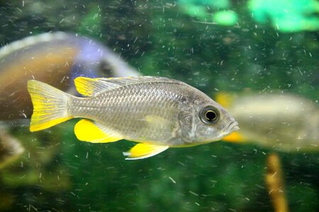Goldfin hap fish cichlid