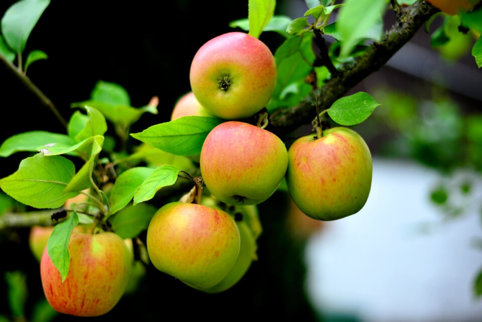 Fruit garden healthy