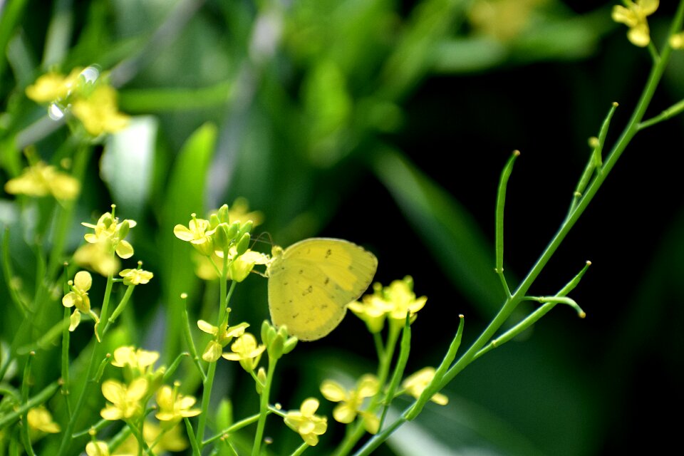 Insect animal bloom