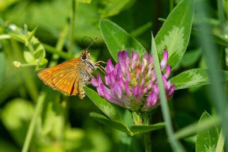 Skipper macro close up