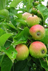 Fruit harvest branch