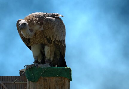 Scavengers raptor standing