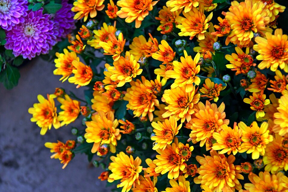 Autumn fall flowers flowers