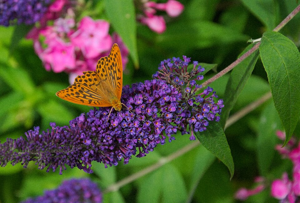 Nature animal world flower