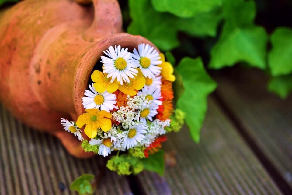 Garden decoration flora daisy photo