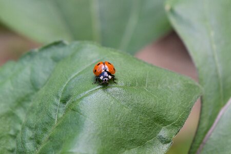 Siebenpunkt lucky charm insect
