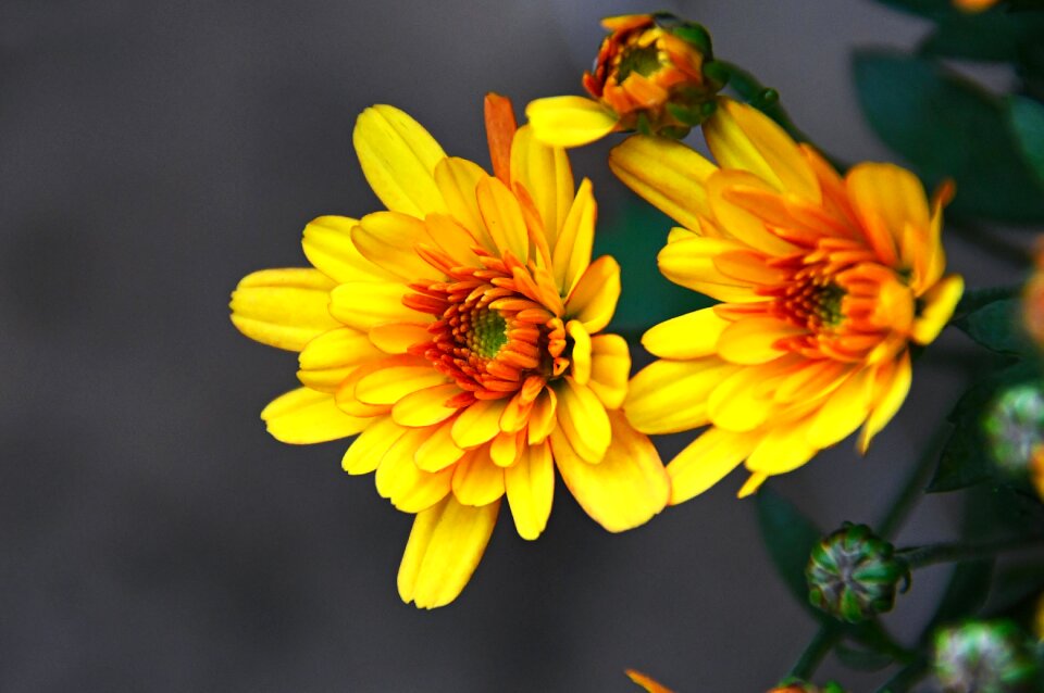 Autumn fall flowers flowers