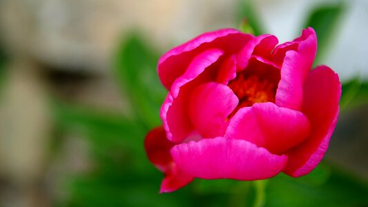 Red garden korea