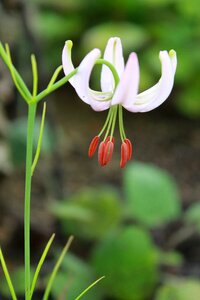 Nature dogtooth violet wild plants photo