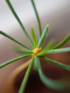 Green macro nature