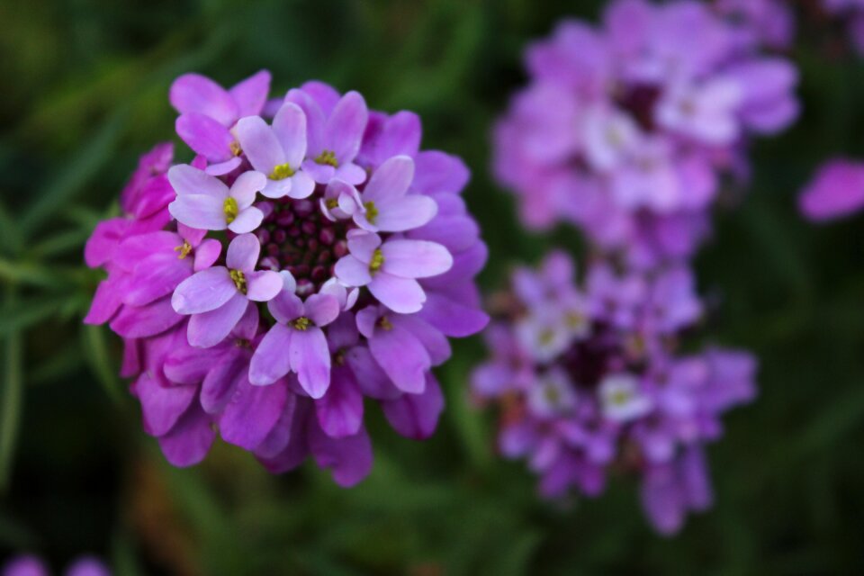 Flower petals colorful