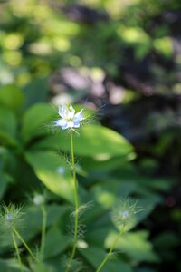 Wildflower flowers nature