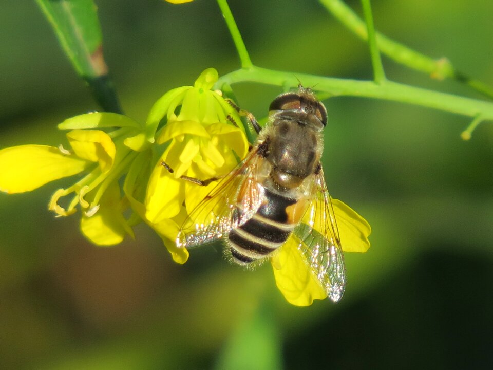 Mustard pollination nutrition