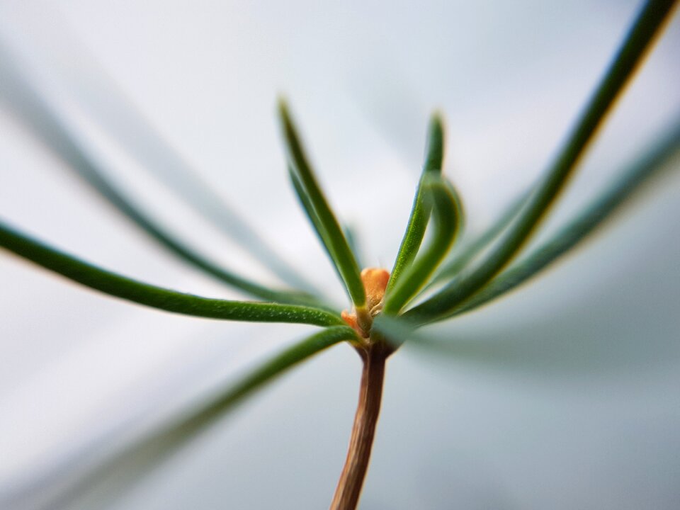 Nature small plant flourishing tree