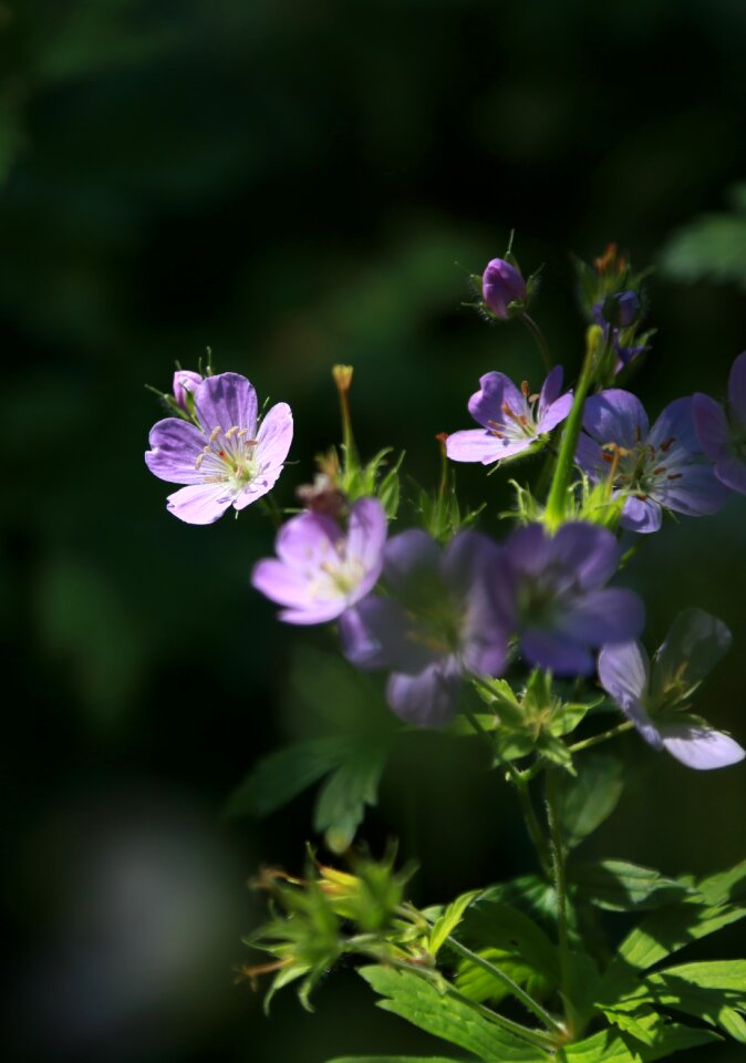 Flowers nature wild plants