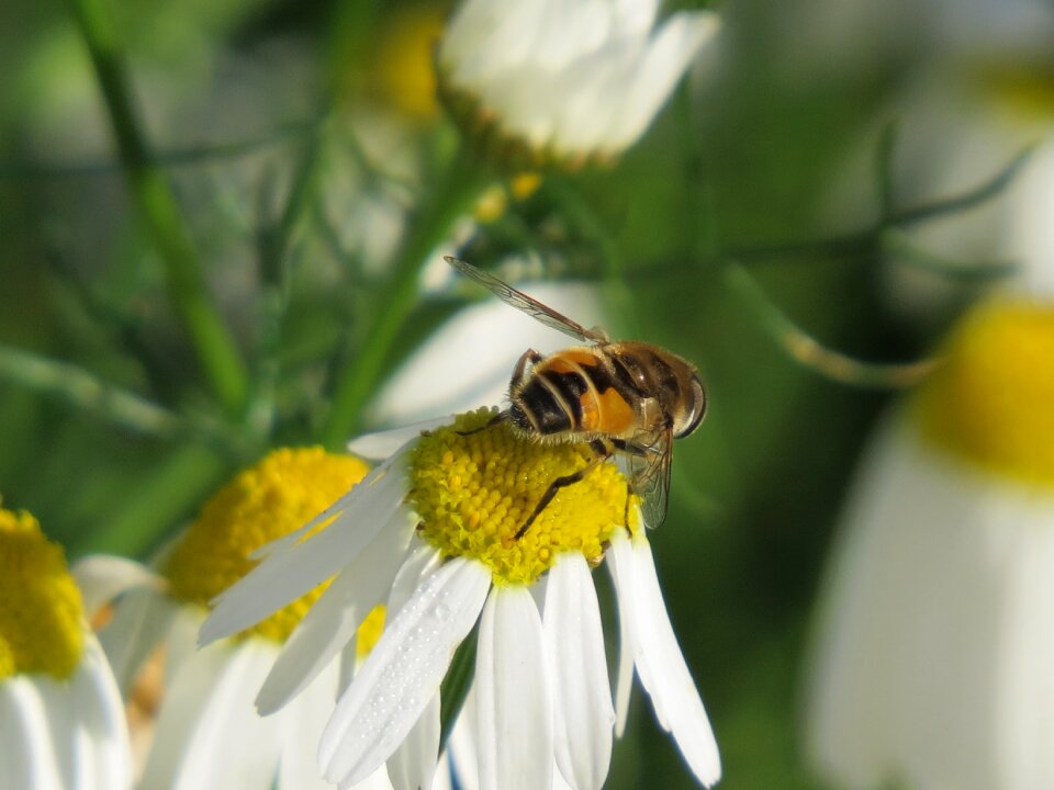 Daisy drug pollination