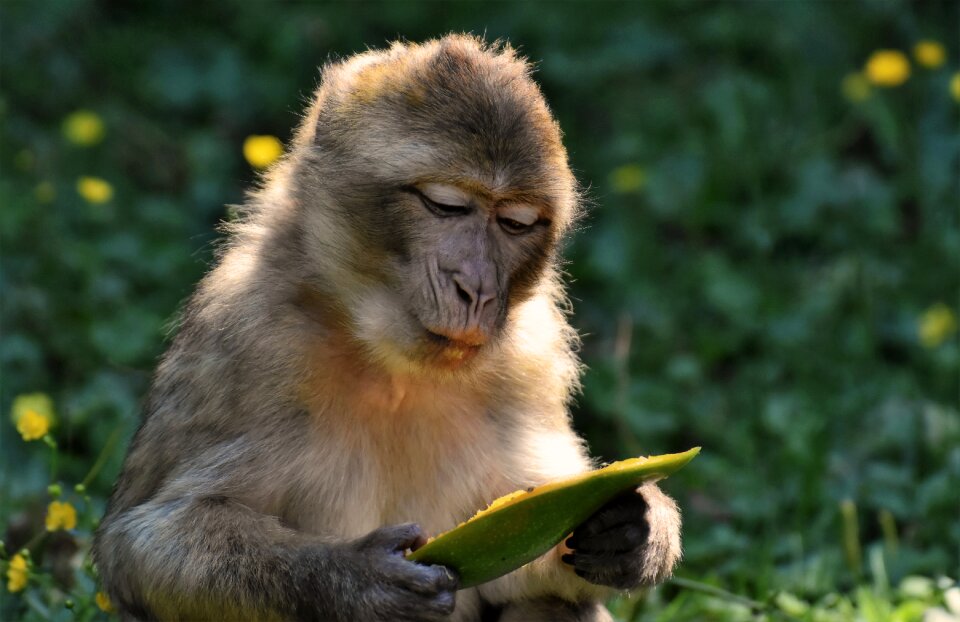 Animal wild animal zoo