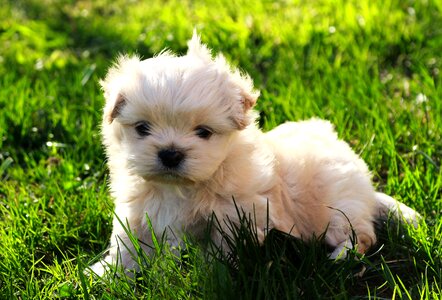 Nature puppy nice