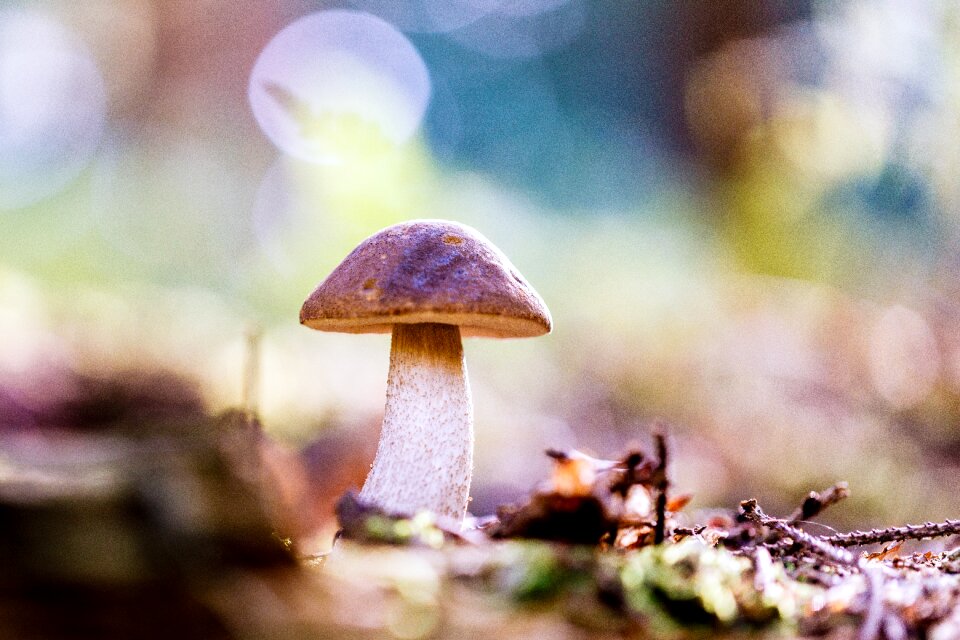 Sponge forest floor autumn