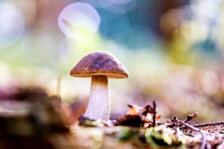 Sponge forest floor autumn