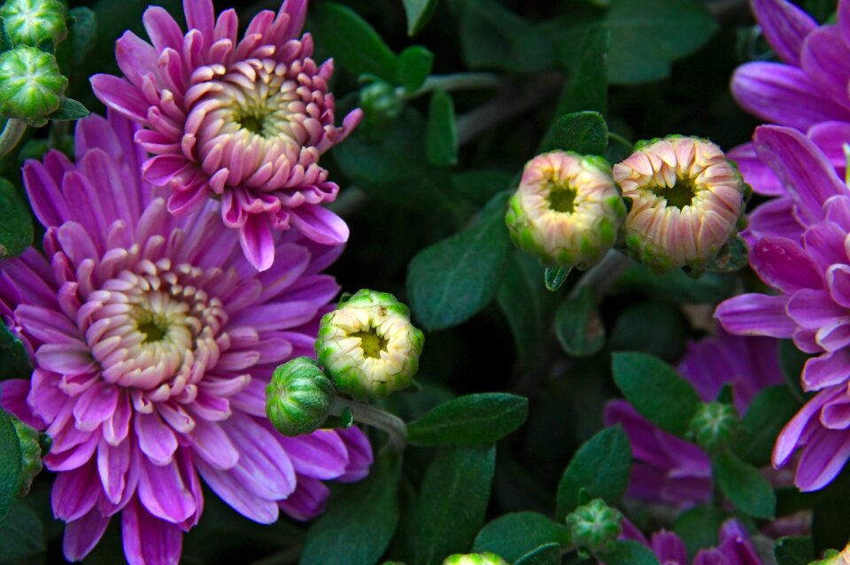 Autumn fall flowers flowers