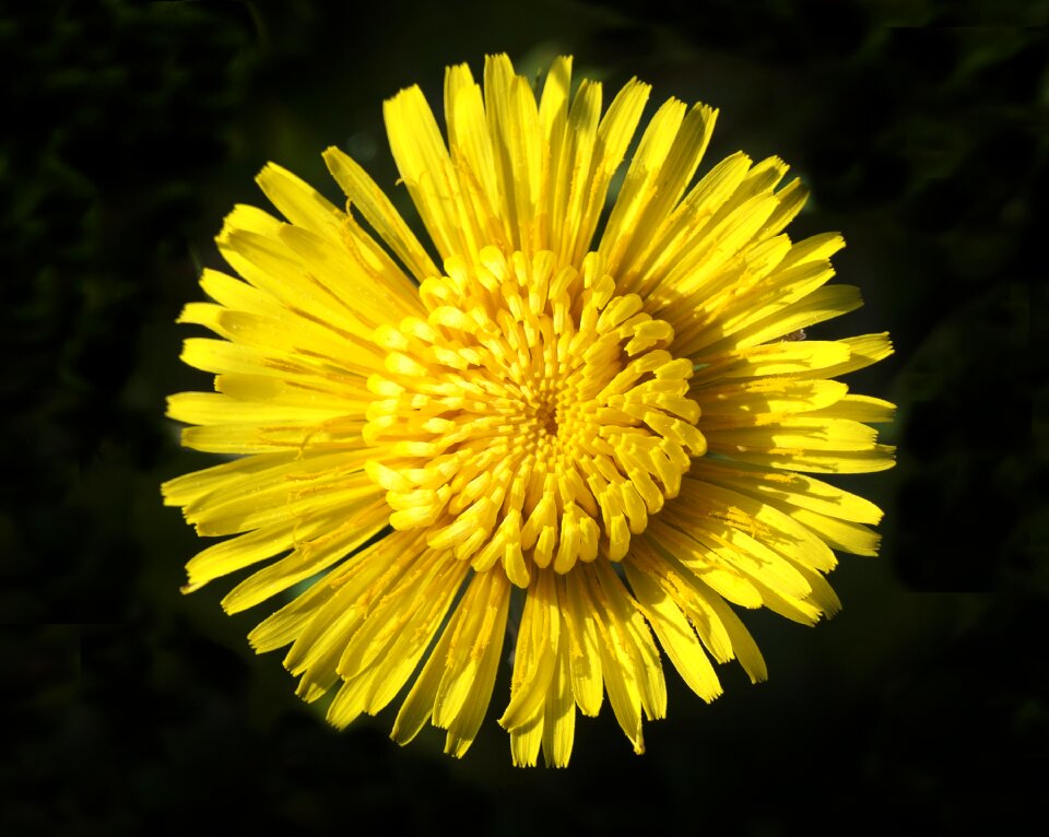 Flower basket of flowers wild flower