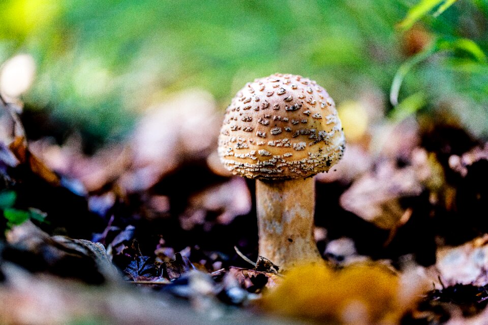 Mushrooms forest floor autumn